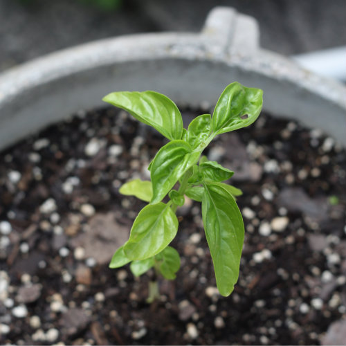 How do you plant basil?
